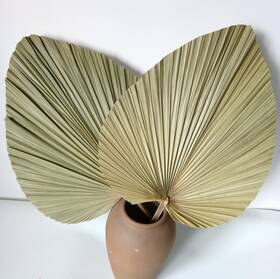 Dongarts Zyps-2 23 Inch H X 15 W Giant Tropical Dried Palm Leaves Large Fan For Wed