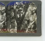 Robin Feeding Young Box Elder Tree Animals Genre Birds Keystone Stereoview Used. Price: $22.00.